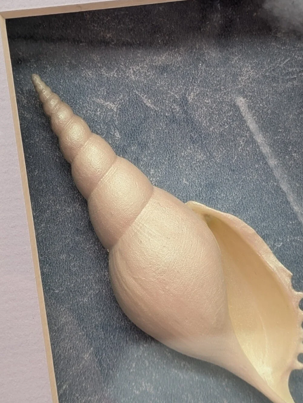 Vintage Spindle Tibia Shell Framed Ocean Sea Beach Shadow Box Wall Art